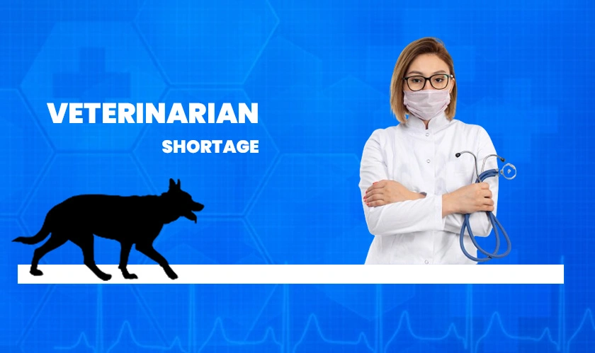  Solutions for veterinarian shortage 