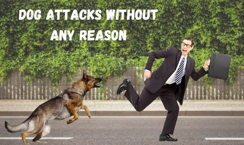  What to Do When a Dog Attacks Without Any Reason 