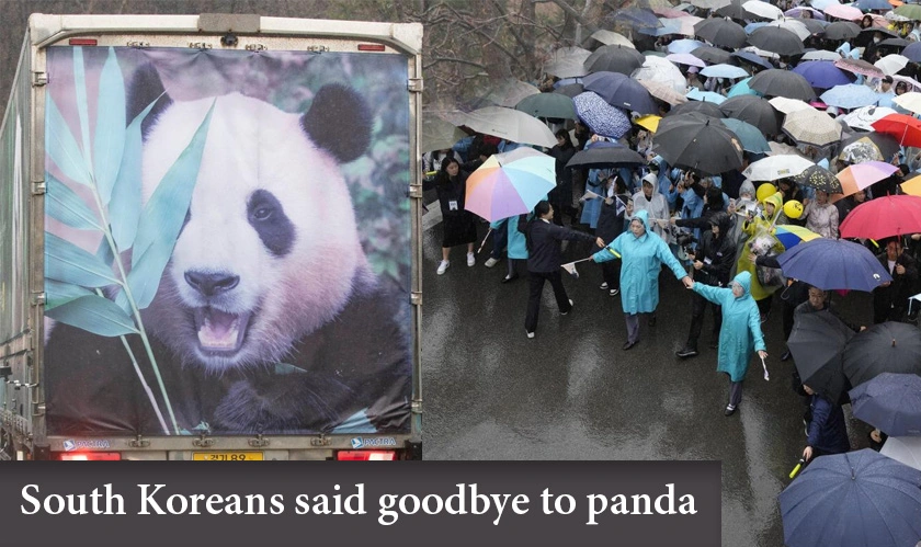  South Koreans said goodbye to panda 